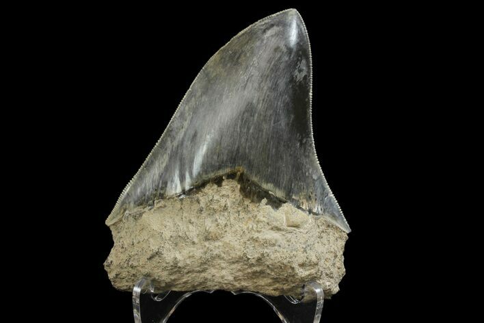 Serrated, Fossil Megalodon Tooth - Indonesia #151822